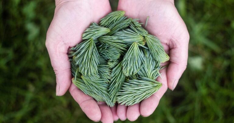 Mistral AI Actions : guide function calling