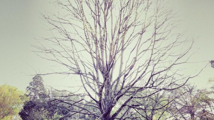 ChatGPT prompts développement personnel Prompts ChatGPT pour le développement personnel